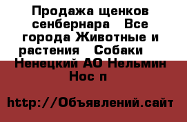 Продажа щенков сенбернара - Все города Животные и растения » Собаки   . Ненецкий АО,Нельмин Нос п.